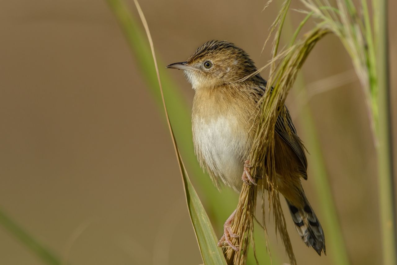 Beccamoschino (Cisticola juncidis)